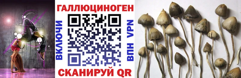 Купить  Всеволожск  Псилоцибиновые грибы прущие грибы 